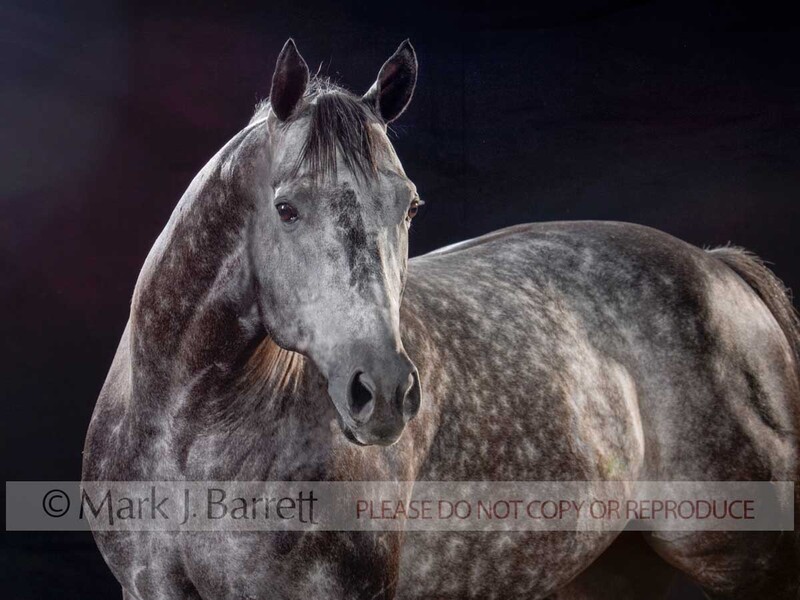 8495F.jpg :: adult male silver dapple American Quarter Horse stallion portrait on black