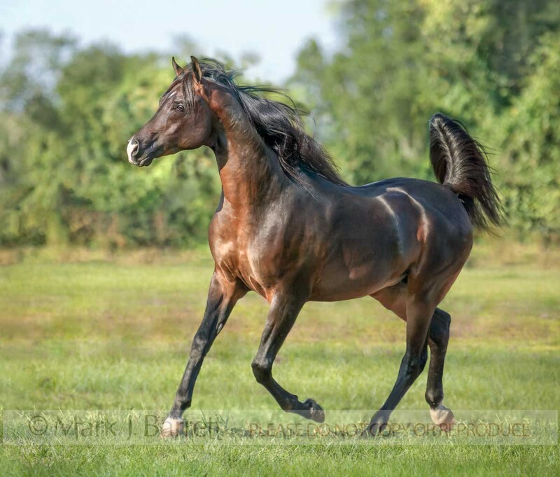 8500A-1(1).jpg :: Arabian Horse stallion trots in field with black tail flagging
