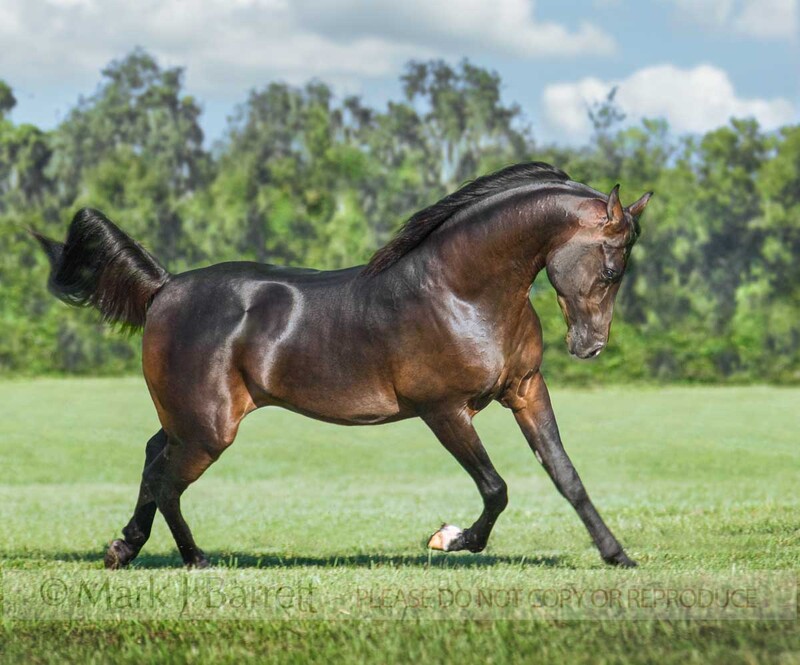 8500L-1.jpg :: Arabian Horse stallion trots in field with black tail flagging