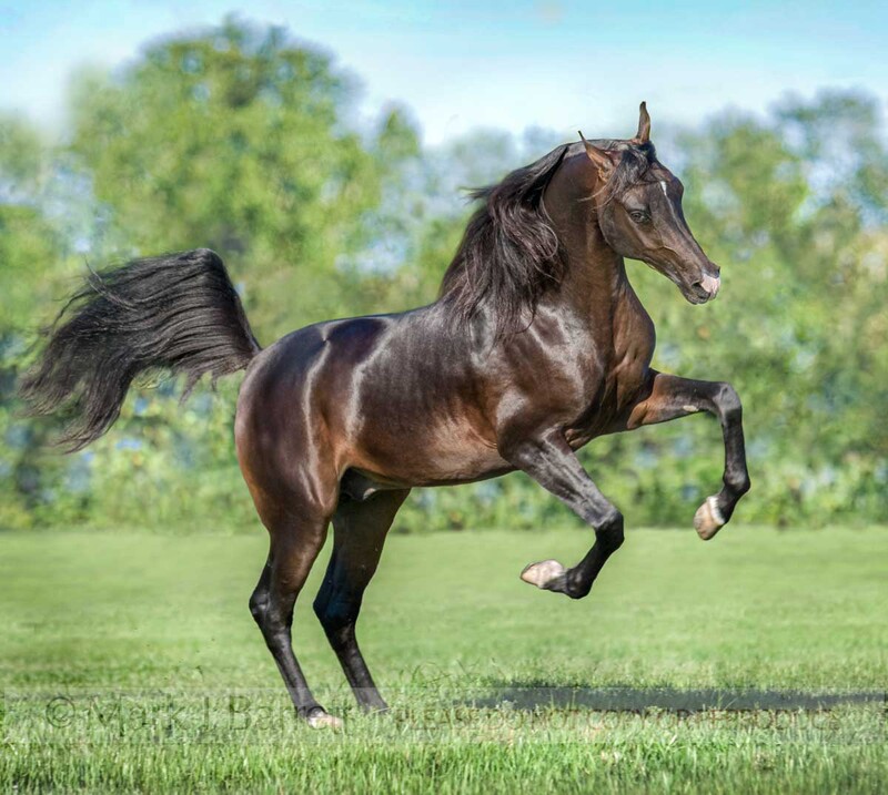 8500P-1(1).jpg :: Arabian Horse stallion romps and rears in field
