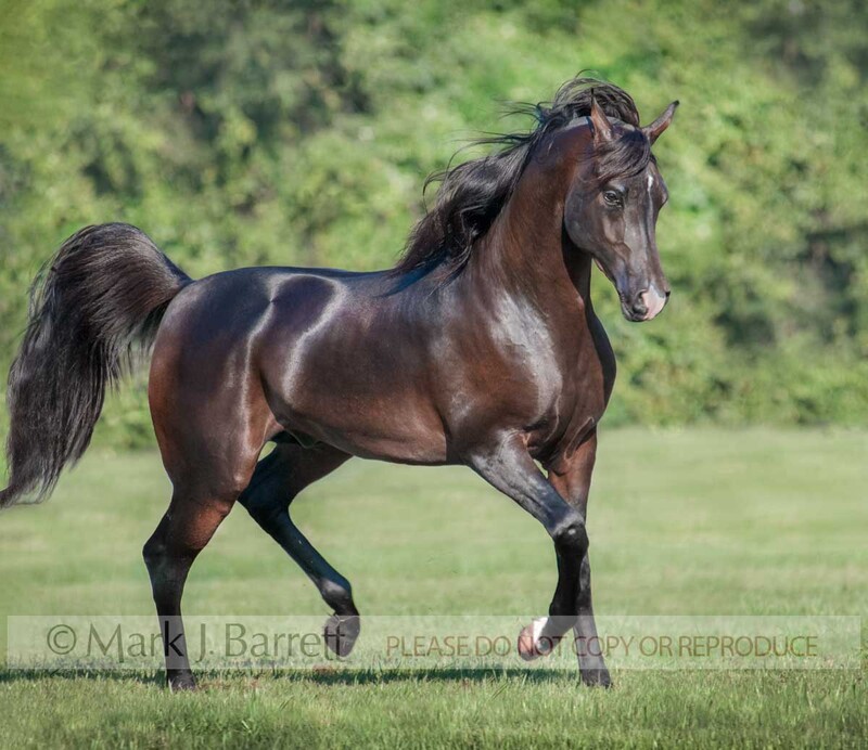 8500Q-1(1).jpg :: Arabian Horse stallion  trots in field with black tail flagging