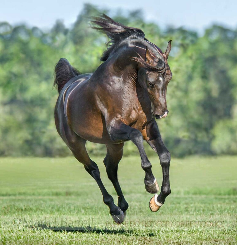 8500S-1(1).jpg :: Arabian Horse stallion romps and rears in field trots in field with black tail flagging