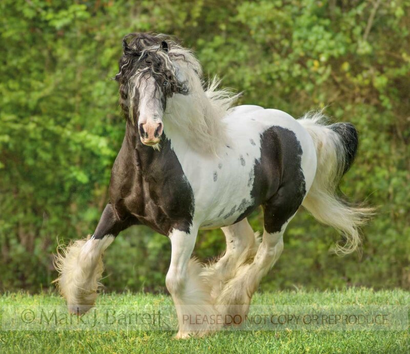 8511X-1(1).jpg :: Gypsy Vanner Horse stallion GALLOPS OVER GRASS RISE