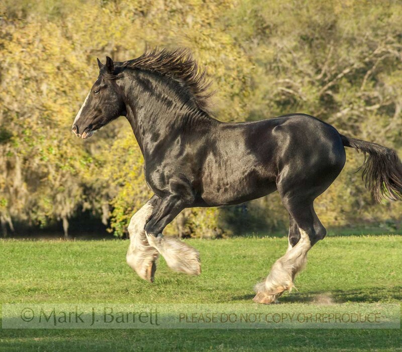 8518C-2(1).jpg :: Clydesdale Draft Horse stallion gallops across treed paddock