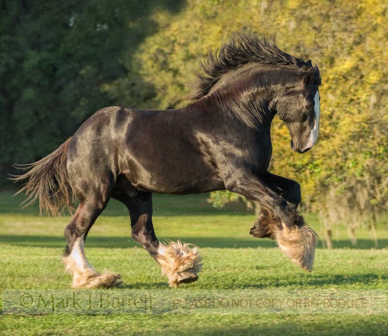 8519F-1(1).jpg :: adult male Shire Draft Horse stallion runs in field