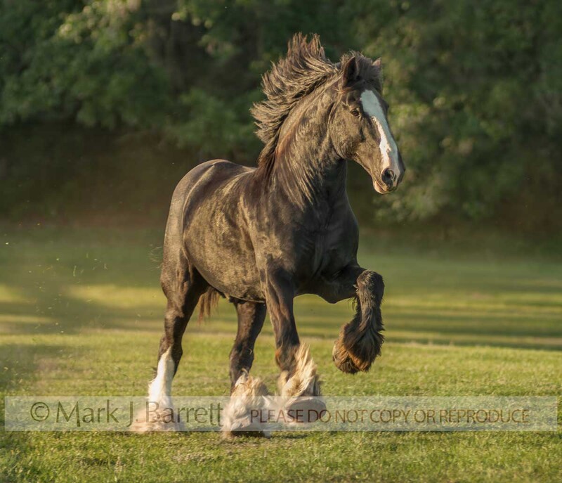 8519M-1.jpg :: adult male Shire Draft Horse stallion runs in grass field