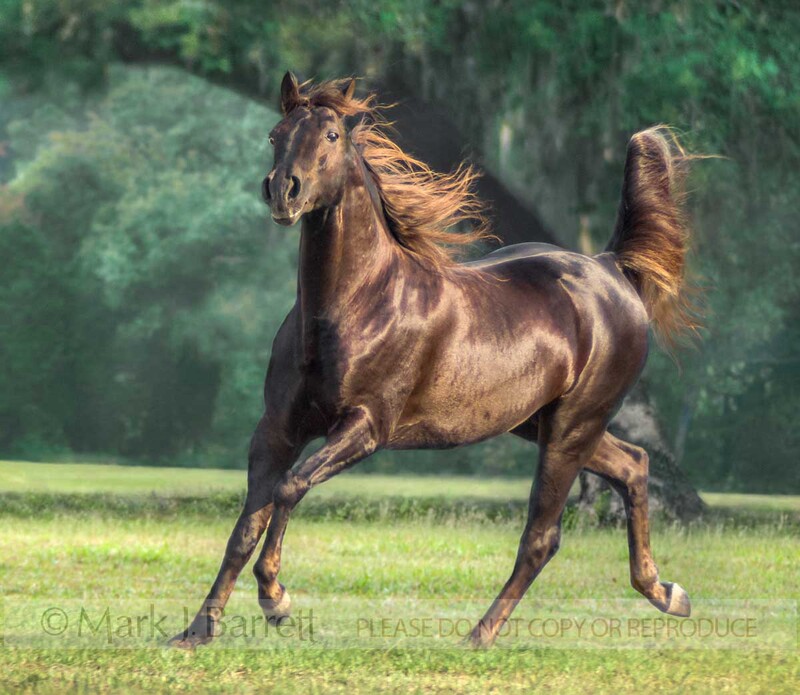 8523V-1(1).jpg :: Missouri Foxtotter adult male horse runs in grass field