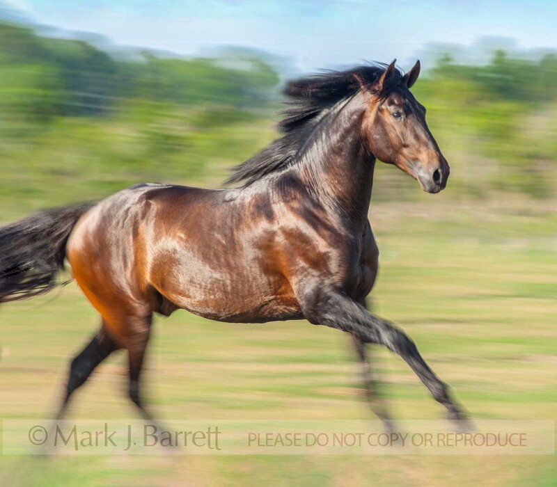 8525A-1(1).jpg :: adult male dark bay Andalusian horse stallion running in field