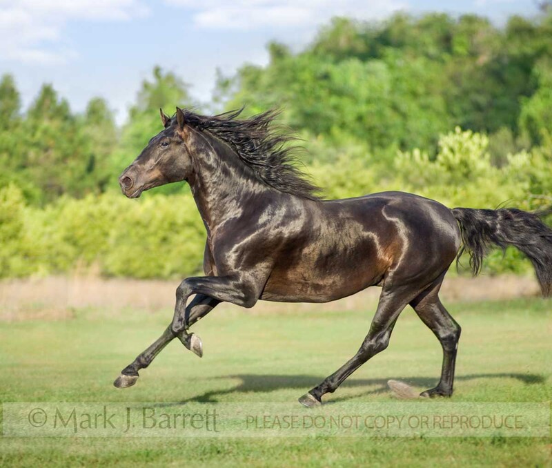 8525S-1(1).jpg :: Black Andalusian horse stallion canters across green field