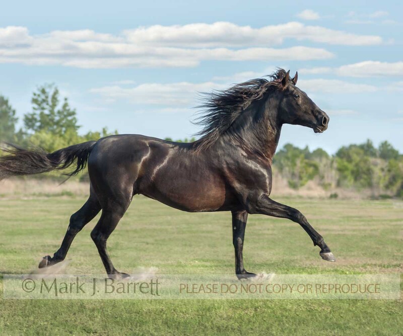 8525V-1(1).jpg :: adult male black Andalusian horse stallion runs across green grass field
