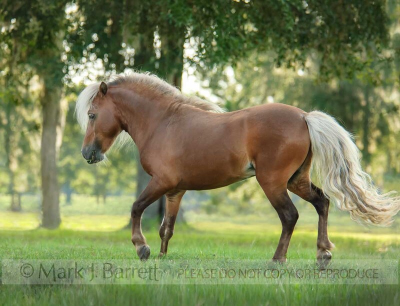 8526C.jpg :: adult male Pony stallion runs in paddock