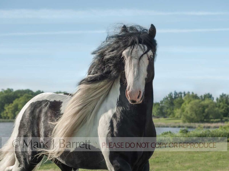 8527C-2.jpg :: adult male Gypsy Vanner Horse stallion portrait in grass field