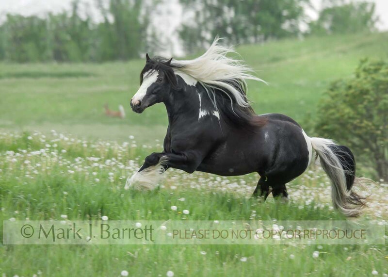 8531V-1.jpg :: Adult male Gypsy Vanner Horse stallion gallops in wildflower meadow.