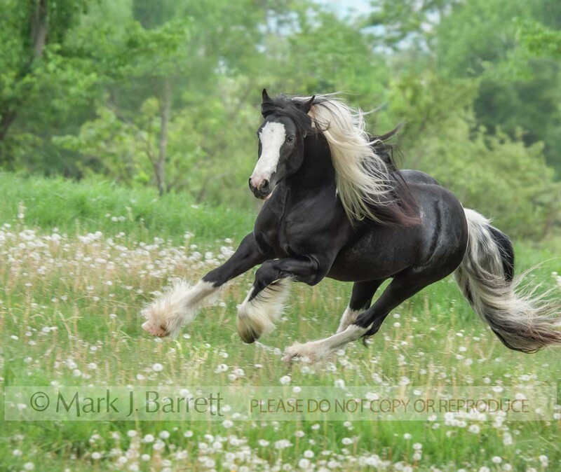 8531W-1.jpg :: Adult male Gypsy Vanner Horse stallion gallops in wildflower meadow.
