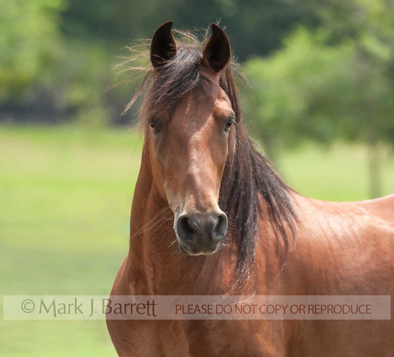 8533B-1.jpg :: Paso Fino Horse adult male  portrait in field