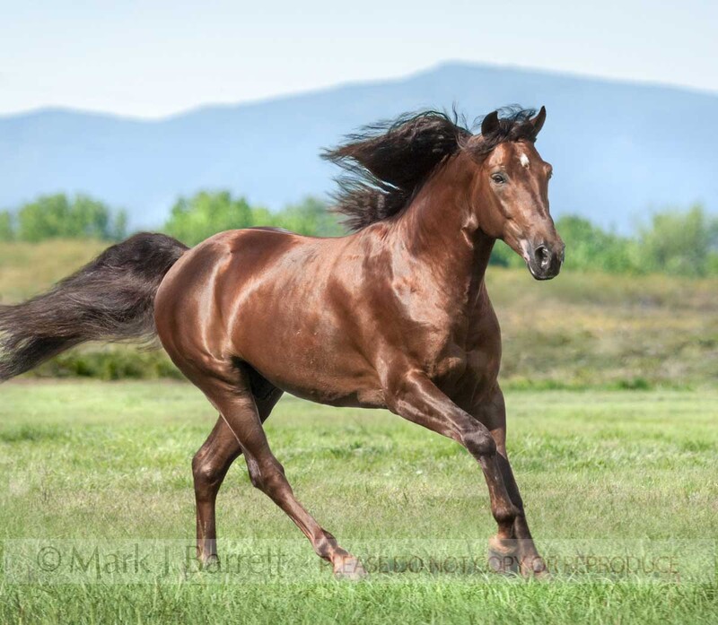 8534Q-1(1).jpg :: Missouri Fox Trotter Stallion