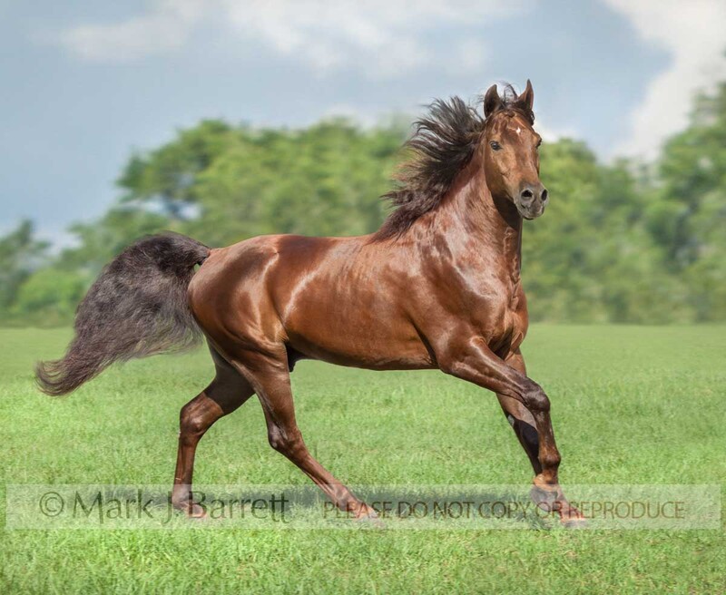 8534S-1.jpg :: adult male Missouri Foxtrotter stallion trots across green grass field