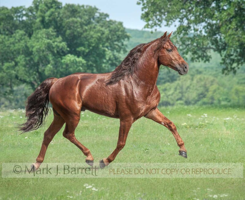 8536Q-1.jpg :: adult male Missouri Foxtrotter stallion trots across green grass field