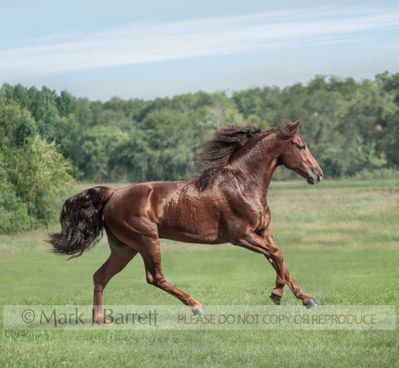 8536R-1.jpg :: adult male Missouri Foxtrotter stallion trots across green grass field