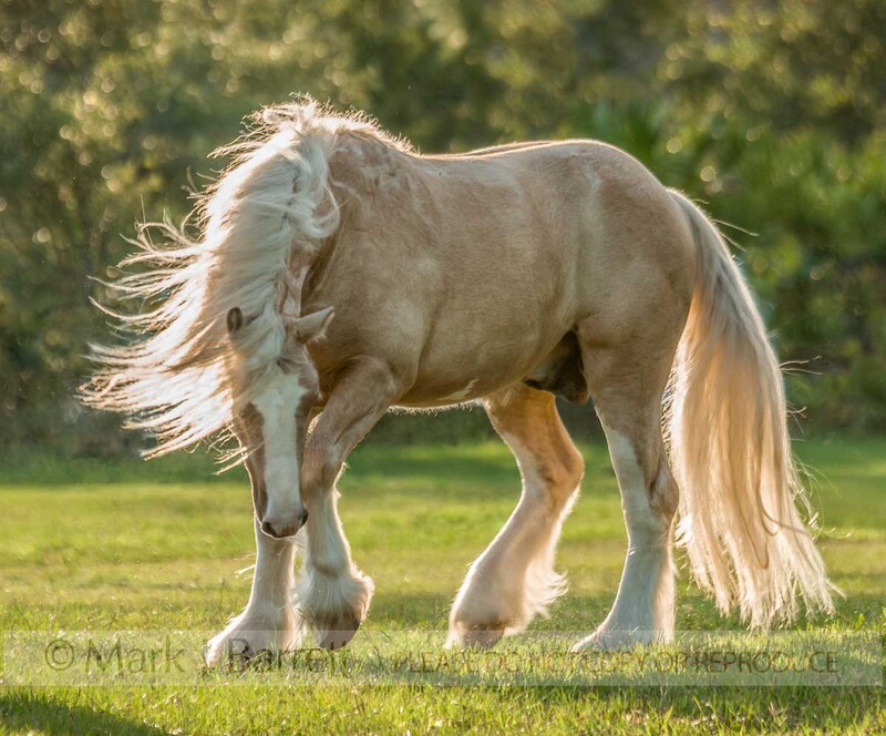 8537N-1(1).jpg :: Palomino adult male horse in grass field