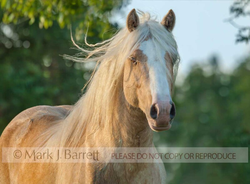 8537U-2.jpg :: head portrait of Palomino Quarter Horse adult male horse in field