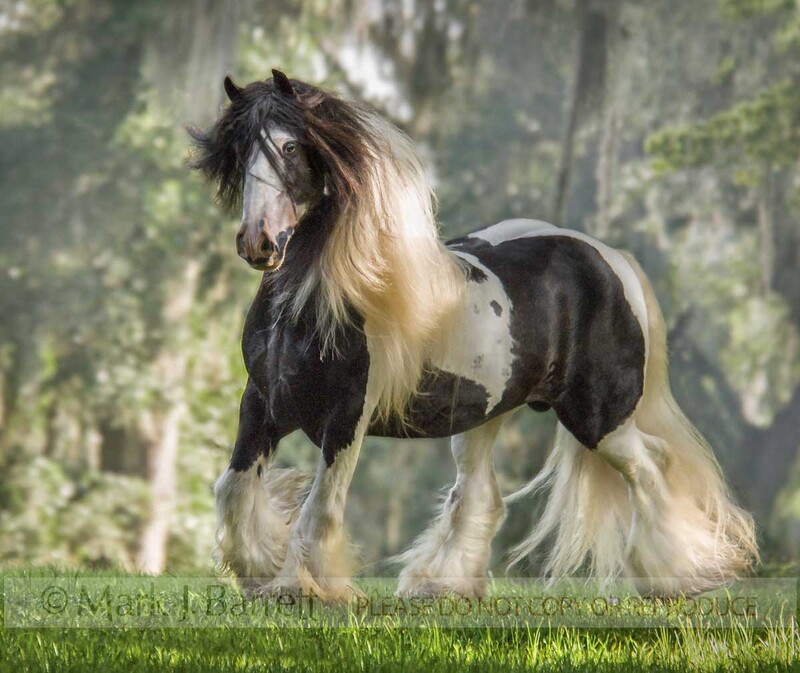 8538HJ3.jpg :: Gypsy Vanner Horse stallion