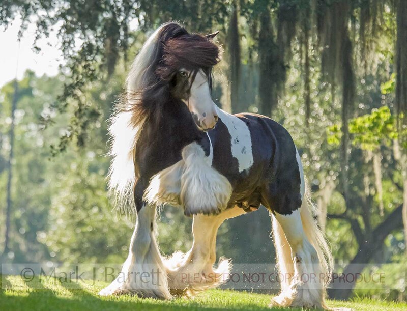 8541F(1).jpg :: Gypsy Vanner Horse stallion, 15 years old
