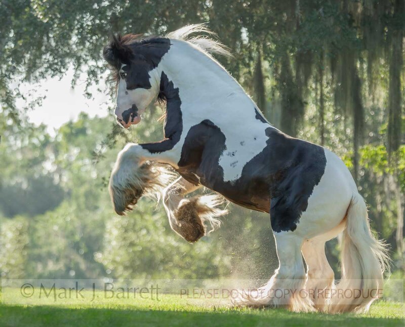 8541k-1.jpg :: adult male Gypsy Vanner Horse stallion rearing up in grass field