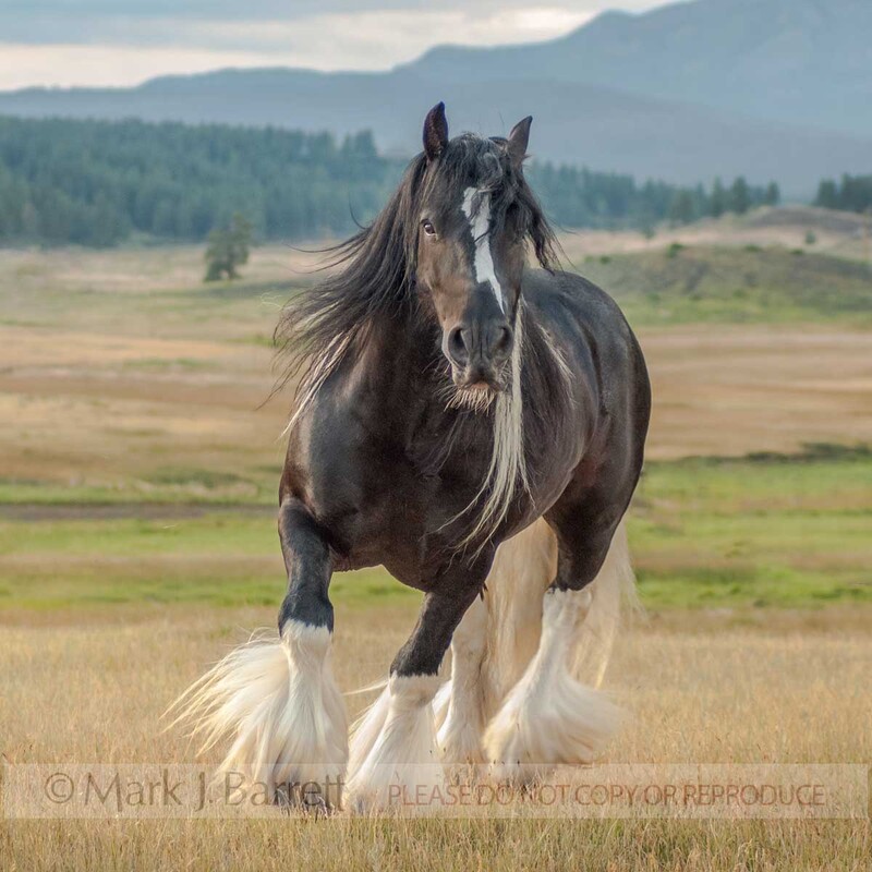 8542NP-1(1).jpg :: Gypsy Vanner Horse stallion adult male runs toward us in alpine meadow.