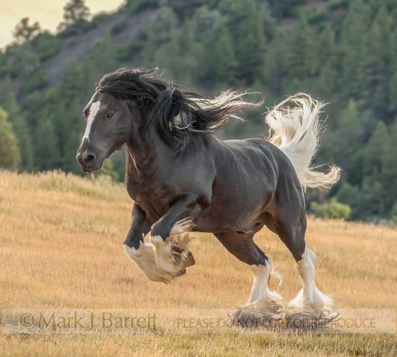 8543K-1(1).jpg :: 4 year old Gypsy Vanner Horse stallion