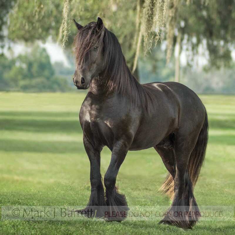 8544MR(1).jpg :: young male Gypsy Vanner Horse stallion in grass field