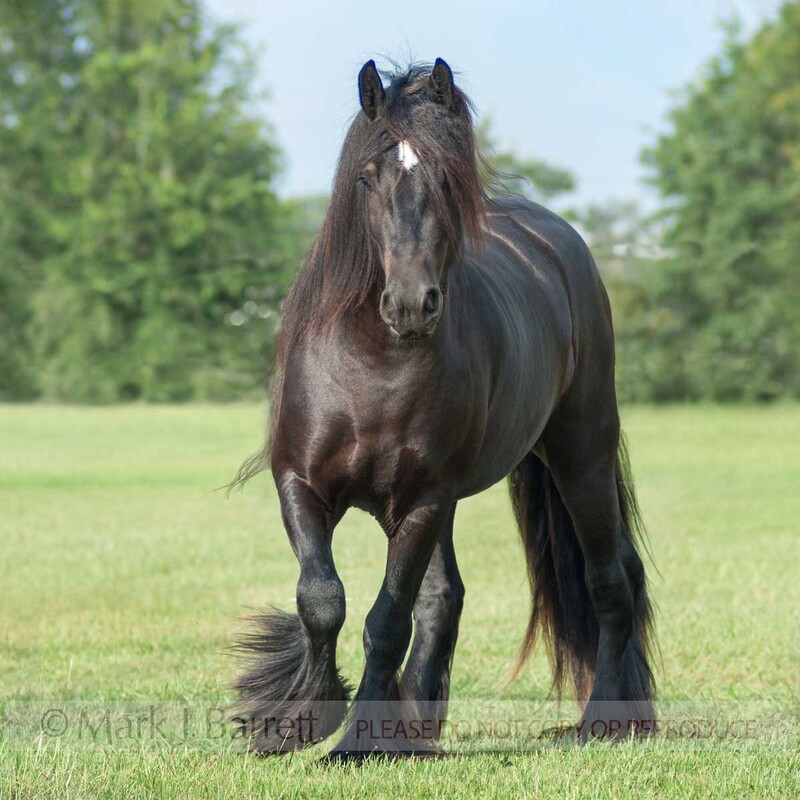 8544P(1).jpg :: young male Gypsy Vanner Horse stallion in grass field