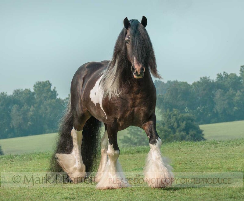 8545-11A.jpg :: adult male Gypsy Vanner Horse stallion in rolling grass field