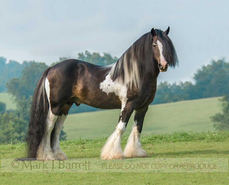 8545-25(1).jpg :: Gypsy Vanner Horse stallion