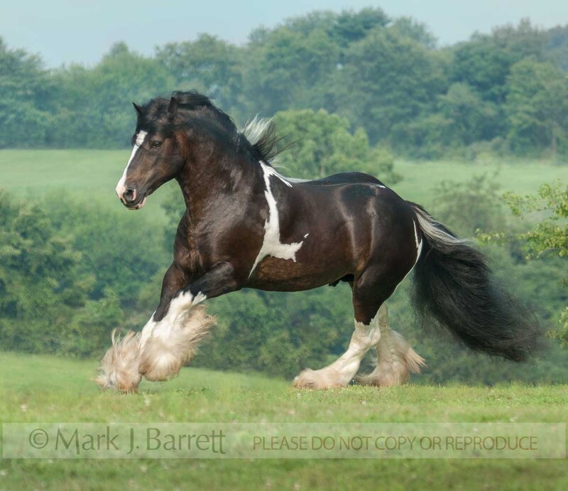 8545-4A.jpg :: adult male Gypsy Vanner Horse stallion runs across scenic rolling grass field