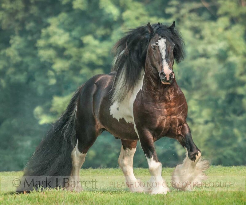 8545-7.jpg :: Gypsy Vanner Horse stallion trots on grass rise toward us.