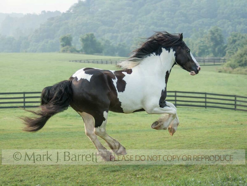 8546-10A.jpg :: young adult male Gypsy Vanner Horse colt runs across grass field