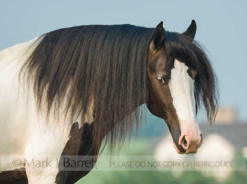 8546-2.jpg :: young male Gypsy Vanner Horse stallion head portrait out doors