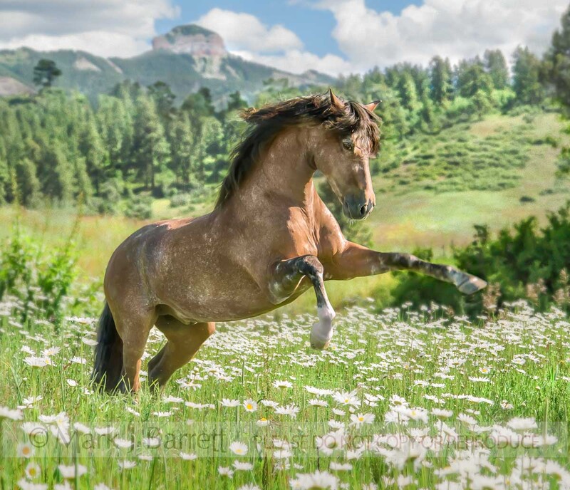 8547-1B(2).jpg :: adult male Andalusian horse stallion rears up in alpine wildflower meadow.