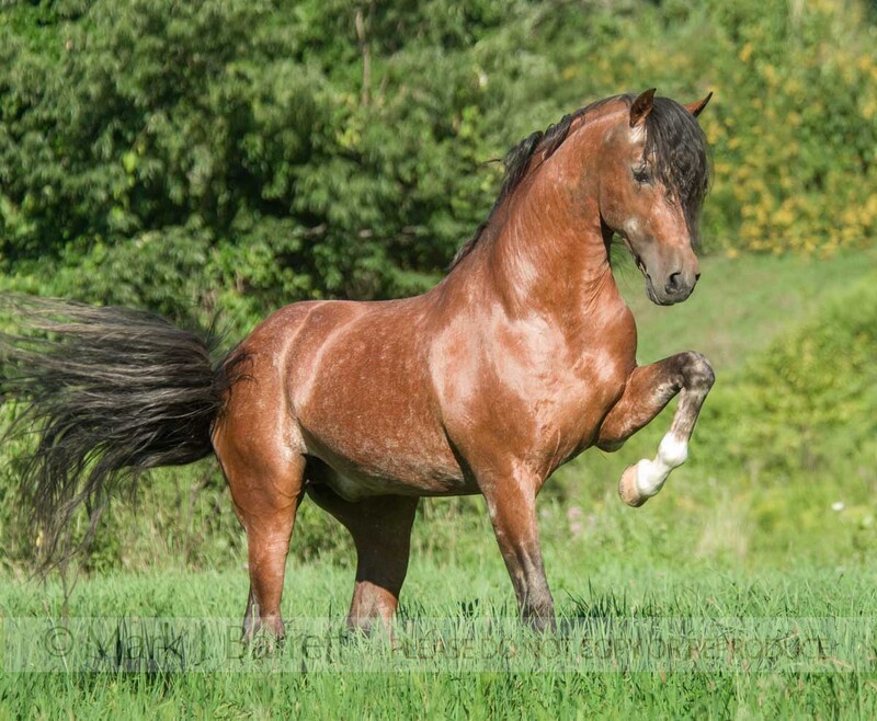 8547D.jpg :: adult male Andalusian horse stallion Spanish walks in tall grass field