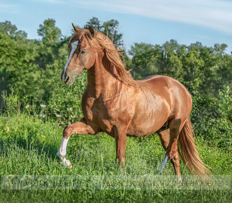 8548-10A(1).jpg :: Adult male Andalusion horse stallion horse trots across tasll gras meadow