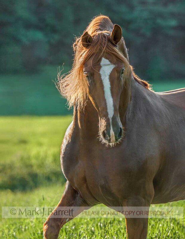 8548-14C.jpg :: Adult male Andalusion horse stallion portrait in field