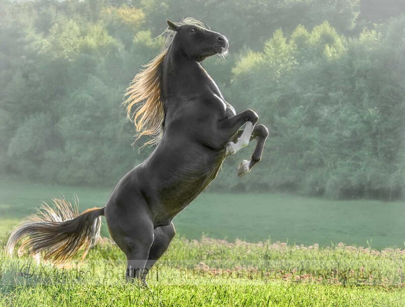 8548-21D.jpg :: Andalusion stallion