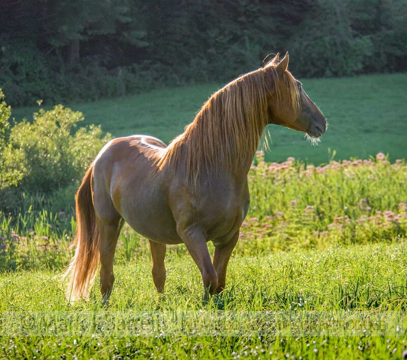 8548-26(1).jpg :: Adult male Andalusion horse stallion standing backlit in lush green meadow