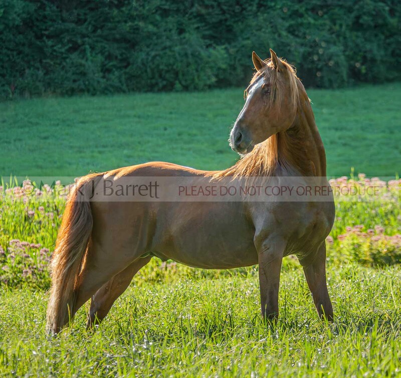 8548-28A(1).jpg :: Andalusion stallion