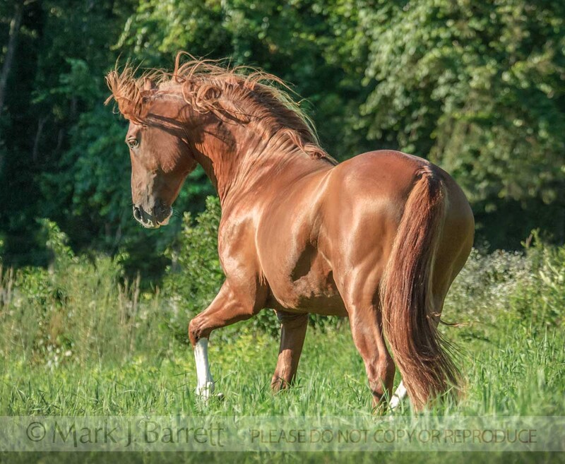8548-9(1).jpg :: Andalusion stallion