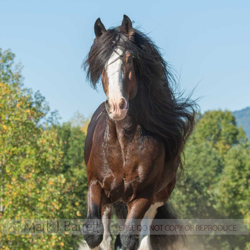 8550-3A.jpg :: adult male Clydesdale Draft horse stallion running head on