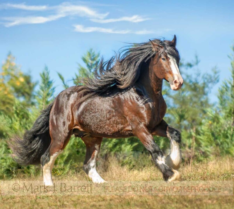 8550NB-1(1).jpg :: Clydesdale Draft Horse adult male in mneadow