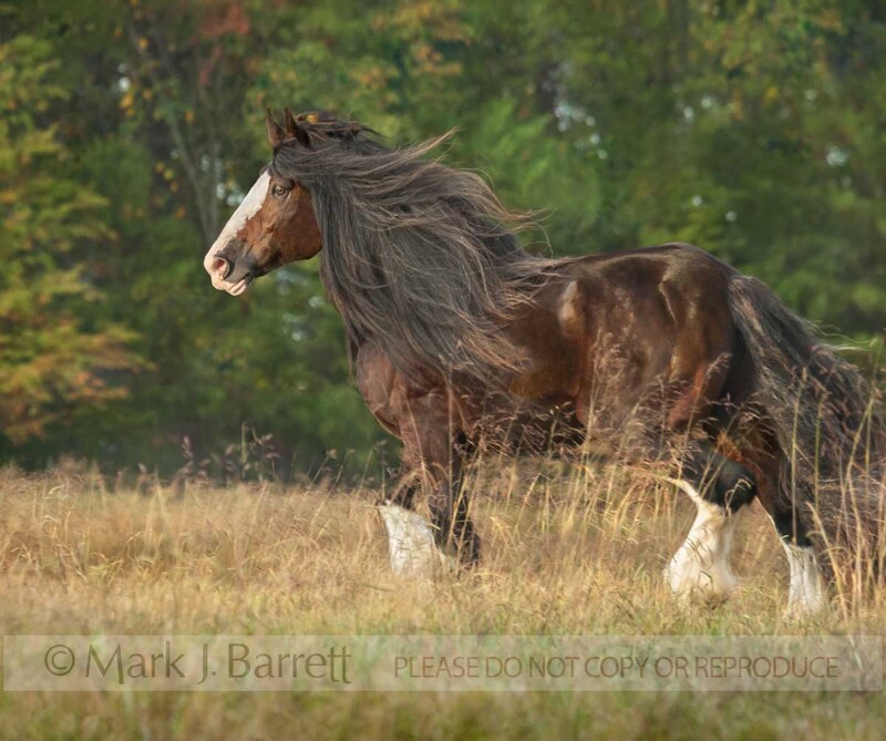 8550NF1.jpg :: adult male Clydesdale Draft Horse adult male in meadow