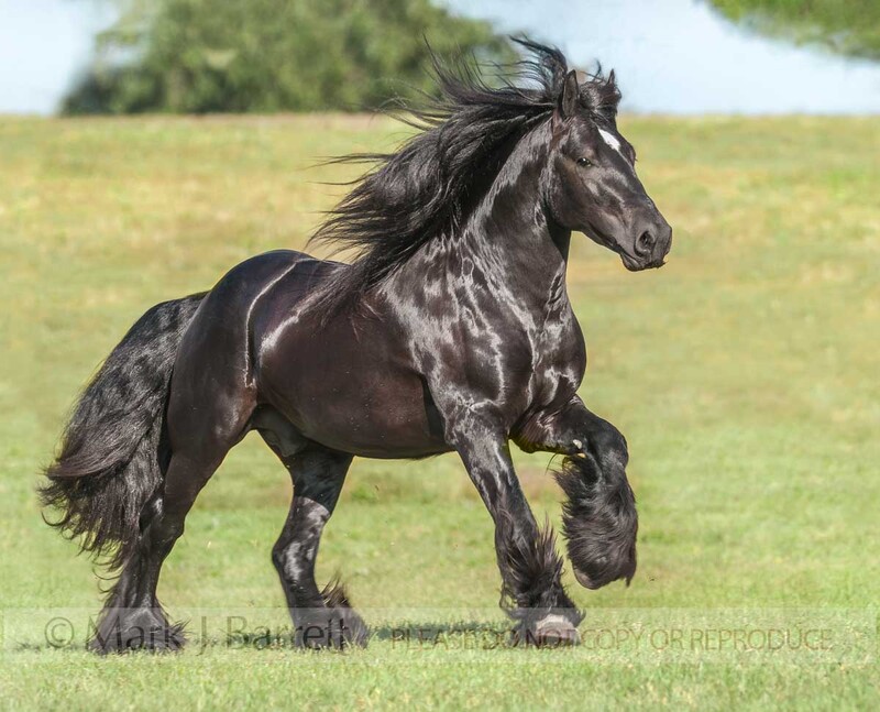 8552-22A.jpg :: adult male Gypsy Vanner Horse stallion canters across green field